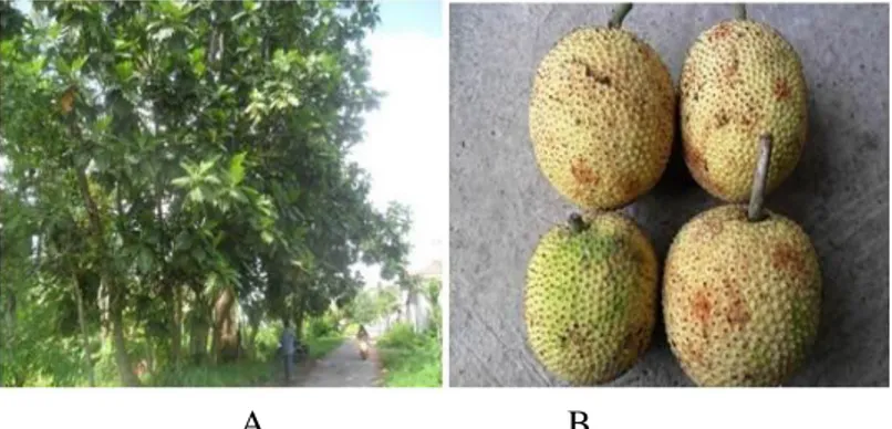 Gambar 1. Pohon induk (A) dan buah sukun lokal (B) dari Yogyakarta 