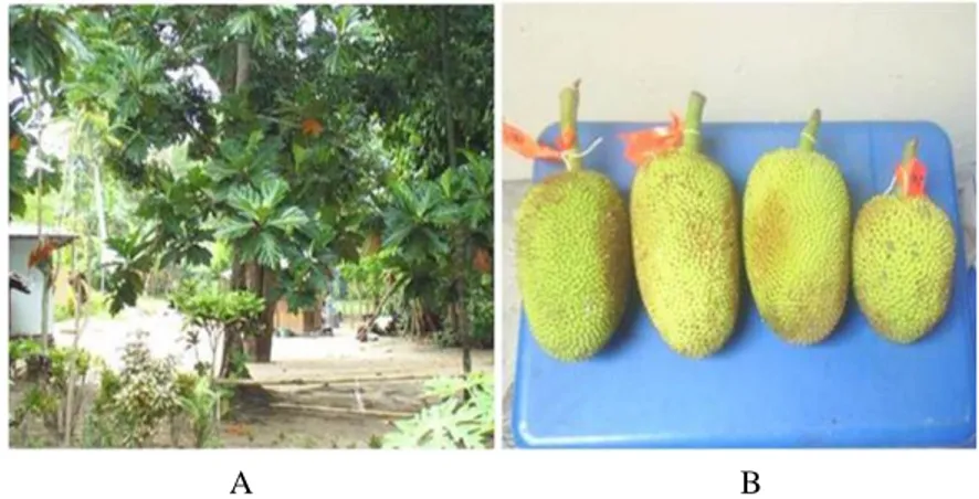 Gambar  3.  Pohon  induk  (A)  dan  buah 