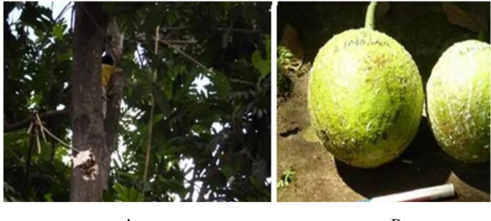Gambar 4. Pohon induk (A) dan buah sukun (B) dari Bali  5)  Sukun Cilacap 