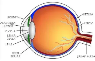 Gambar 2.1 Mata dan bagiannya 