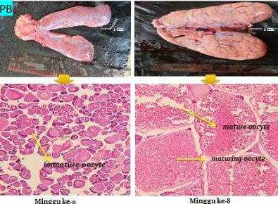 Gambar  6  Histologi gonad induk ikan patin dengan penyuntikan larutan fisiologis 0,25 ml/kg (perbesaran 100x) minggu ke-0 dan minggu ke-8