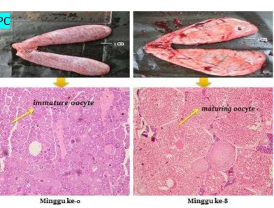 Gambar  8  Histologi gonad induk ikan patin dengan penyuntikan OODEV 0,5 ml/kg (perbesaran 100x) minggu ke-0 dan minggu ke-8