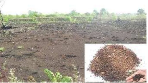 Gambar 6.  Kondisi tanah gambut yang telah mengalami kering tak balik membentuk pasir semu yang tidak mampu lagi menyerap air (Foto: Dariah, Maftuah) 