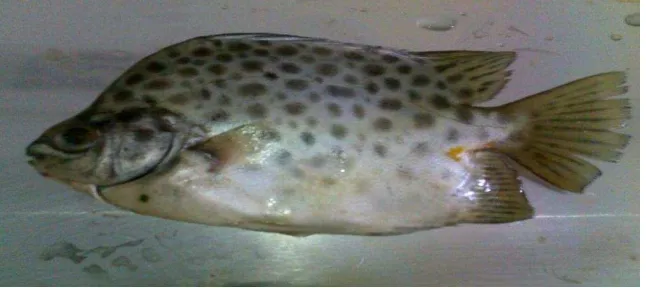 Gambar 3.  Sampel Ikan Kiper (Scatophagus argus)  