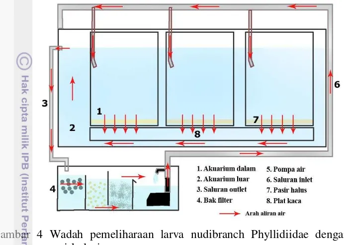 Gambar 4 Wadah pemeliharaan larva nudibranch Phyllidiidae dengan sistem 