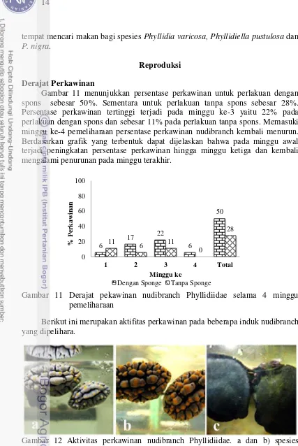 Gambar 11 menunjukkan persentase perkawinan untuk perlakuan dengan 