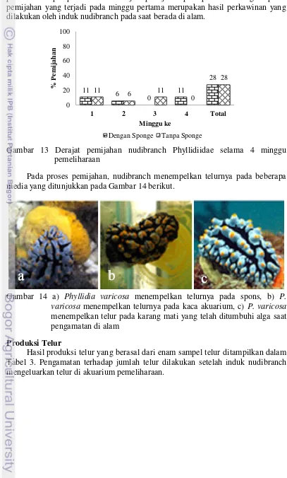 Gambar 13 Derajat pemijahan nudibranch Phyllidiidae selama 4 minggu 