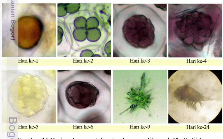 Tabel 3 Produksi telur nudibranch Phyllidiidae pada perlakuan dengan spons dan 