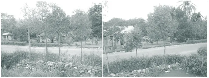 Gambar 3. Cendana yang ditanam pemiliknya dalam pekarangan di desa Lokomea, TTU Figure 3