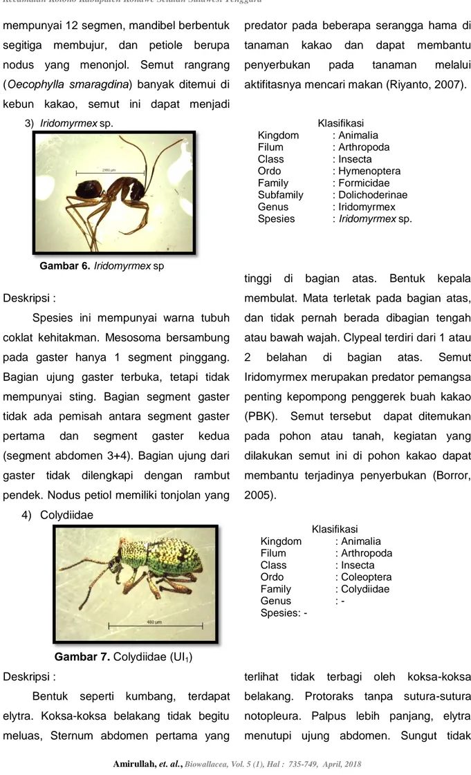 Gambar 7. Colydiidae (UI 1 ) 