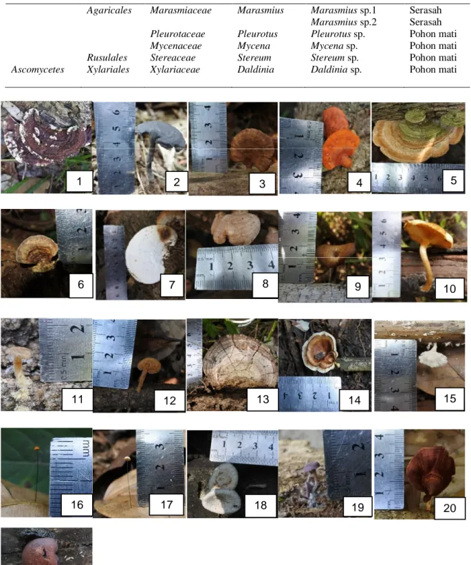 Gambar 2 Spesimen jamur makro yang ditemukan di Hutan Rubatn, Kecamatan Sompak, Kabupaten  Landak