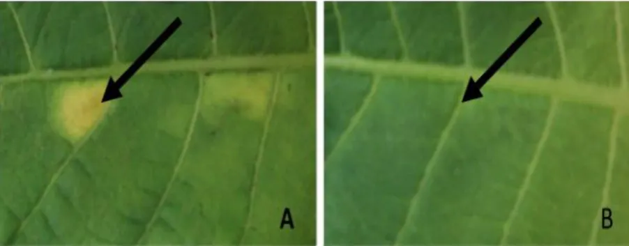 Gambar 1.   Hasil uji hipersensitivitas setelah disuntik membentuk lesio pada daun tembakau yang terinfeksi bakteri
