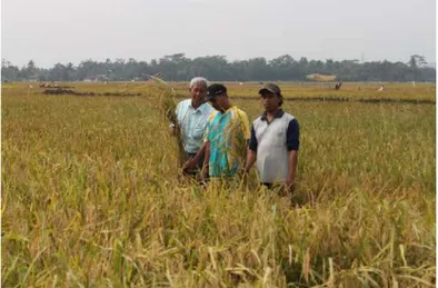 Gambar 4. Panen padi Inpago Unsoed 1 di Desa Tinggarjaya