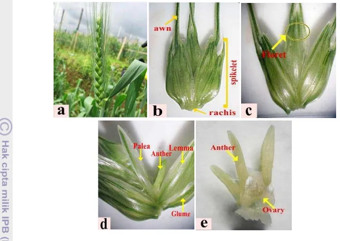 Gambar 2  Perbungaan gandum. Malai gandum (a), spikelet (b), floret (c), struktur bunga (d) ovary 