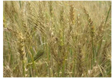 Gambar 3Perawakan gandum siap panen 