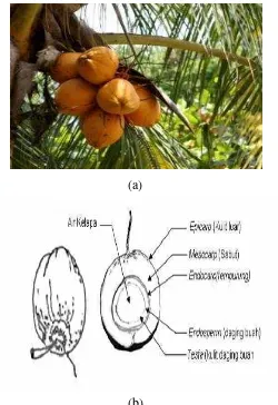 Gambar 2.3 (a) Pohon kelapa gading, (b) Bagian dari buah kelapa gading. 