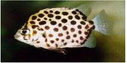 Gambar 1. Ikan Kiper (Scatophagus argus). (Kuncoro, 2009) 