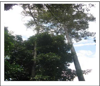 Gambar 3   Pohon manggis tumbuh berdampingan dengan durian 