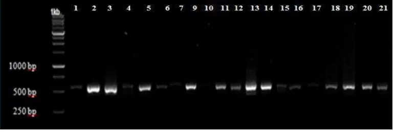 Figure 1. PCR product of primer trnL: 1. spesimen (12); 2. spesimen (19); 3. Freycinetia; 4