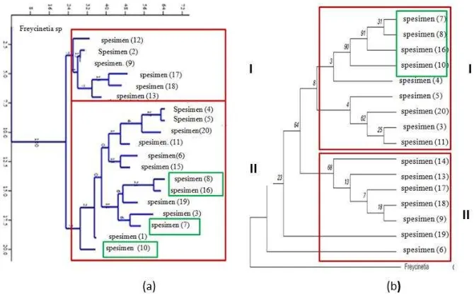 Figure 3. Phyilogenetic tree: (a) morphology dan (b) moleculer (trnL dan trnL-F).Note: (red) Pandanus grouping; Green: existance of Benstonea