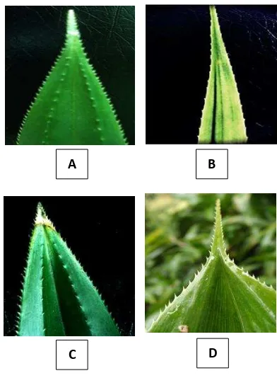 Figure 5. Apex shape (a) acuminate; (b) acute; (c) Slightly folded on the apex leaf; (d) mucronate