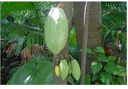 Gambar 1`. Tanaman Kakao 