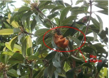 Gambar 40. Sisa gigitan kelelawar pada buah Syzygium spp. 