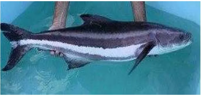 Gambar 1. Ikan Cobia (R. canadum) (Flmnh, 2010). 