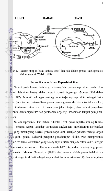 Gambar 1.  Sistem umpan balik antara oosit dan hati dalam proses vitelogenesis   