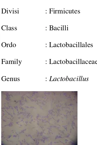 Gambar 1.  Lactobacillus (Gupta, 2010) 