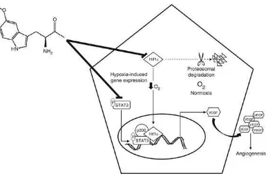 Gambar 2.4   Hif1 adalah regulator utama homeostasis oksigen. Sedangkan normoxia menginduksi Hif1α degradasi proteosomal, di bawah hipoksia stabil dan translokasi ke inti di mana ia membentuk kompleks dengan phospho-STAT3 dan CBP / p300 untuk meningkatkan 