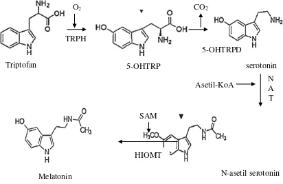 Gambar 2.8 Metabolisme dan biosintesis Melatonin (Morera et al., 2009)  