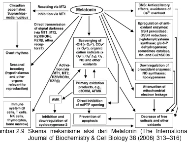 Gambar 2.9  Skema mekanisme aksi dari Melatonin (The International 