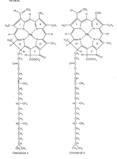 Gambar 6.  Struktur kimia klorofil a dan klorofil b ( Taiz dan Zeiger, 