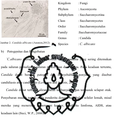 Gambar 2.  Candida albicans (Anonim,2012)  