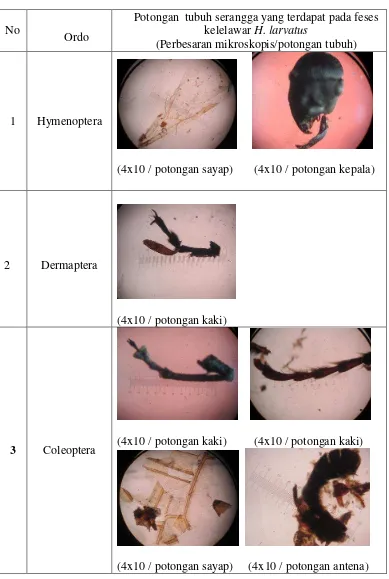 Tabel 1.  Sisa potongan tubuh serangga yang ditemukan dalam kotoran          kelelawar H