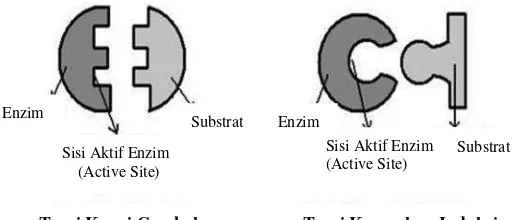 Gambar 4. Mekanisme kerja reaksi enzim