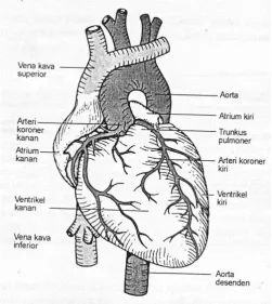 Figure 1. The heart appears from Home 