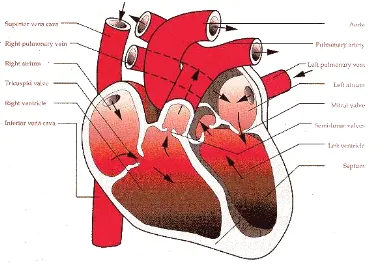Figure 2. In this section the Right Heart 