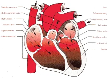 Figure 2. In this section the Right Heart 