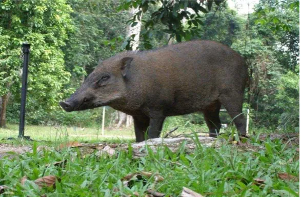 Gambar 1.  Babi hutan   