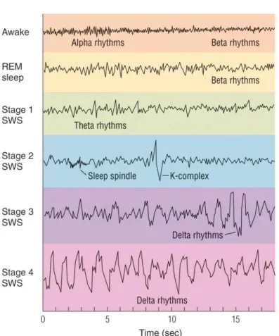 Gambar 2.1. Gambaran electroencephalography (EEG) tidur normal (Lumbantobing, 2008) 