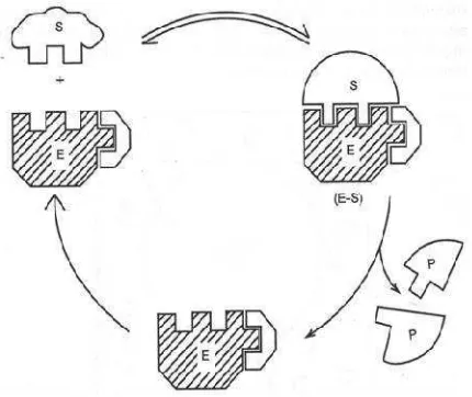 Gambar 2. Model kerja enzim menurut teori kunci