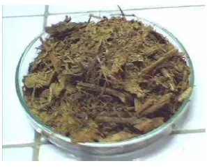 Gambar 5. Bagas