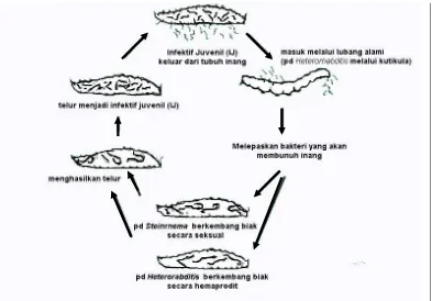 Gambar 1. Siklus Hidup Nematoda Entomopatogen (Sumber : Kaya ,1993) 