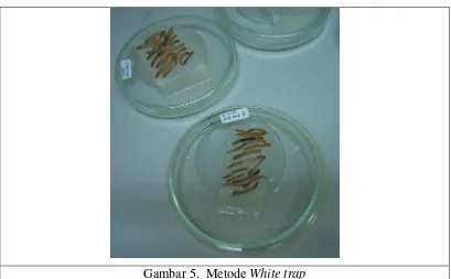 Gambar 4. Inokulasi nematoda pada ulat Tenebrio molitor 
