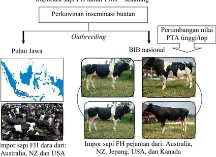Gambar 1. Alur perbaikan genetik dalam pengembangan sapi FH di IndonesiaImportasi sapi FH tahun 1980 – sekarang