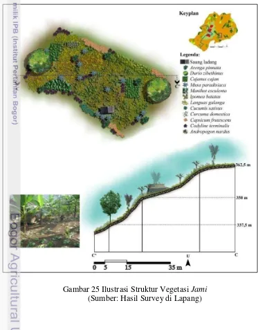 Gambar 25 Ilustrasi Struktur Vegetasi Jami  