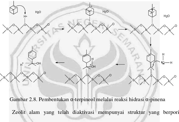 Gambar 2.8. Pembentukan �-terpineol melalui reaksi hidrasi �-pinena 