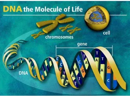 Gambar 6. Sel, Kromosom dan DNA Heliks Ganda (Anonim, 2006). 
